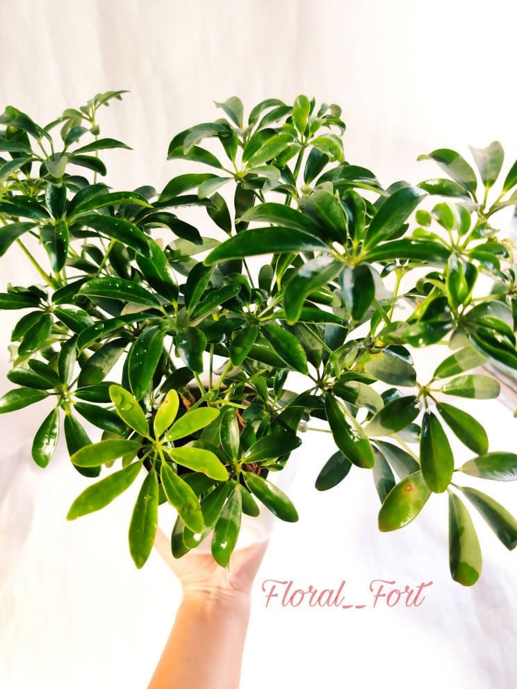 Prayas Nursery PLANT Schefflera green