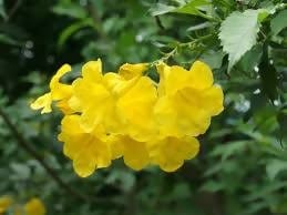 Prayas Nursery PLANT Tacoma Yellow
