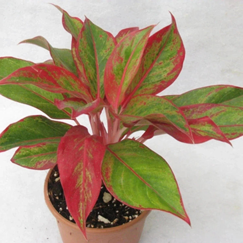 Prayas Nursery Plants Aglaonema red lipstick (combo of 2 plants)