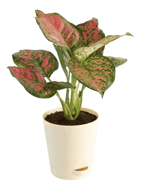 Rahul Plant Aglaonema plant