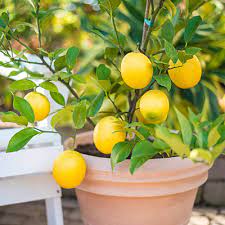 Revolving-earth-agro-Plant-Lemon-plant-( Kagzi baramasi, seedless )-Nimboo,-Lemon-Tree-Plant-Urban-Plants