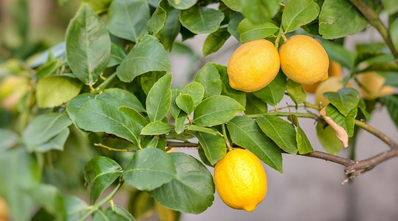 Revolving-earth-agro-Plant-Lemon-plant-( Kagzi baramasi, seedless )-Nimboo,-Lemon-Tree-Plant-Urban-Plants