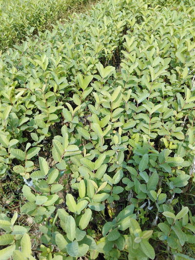 Royal Green Nursary Plants Fruit VNR guava plant