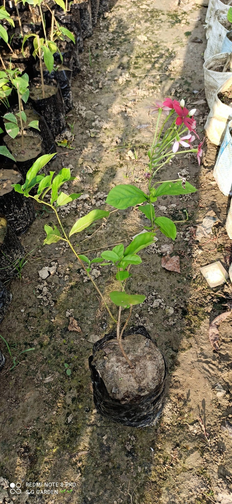 S g Garden Combretum indicum plants Rangoon creeper (Combretum indicum )