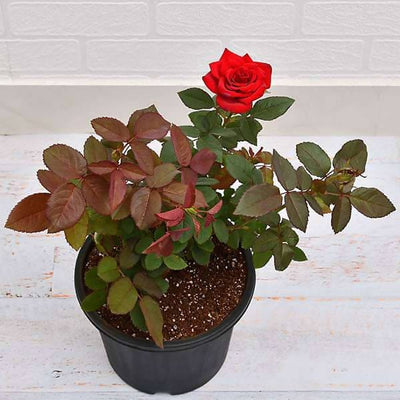 S g Garden Plants Red rose plant