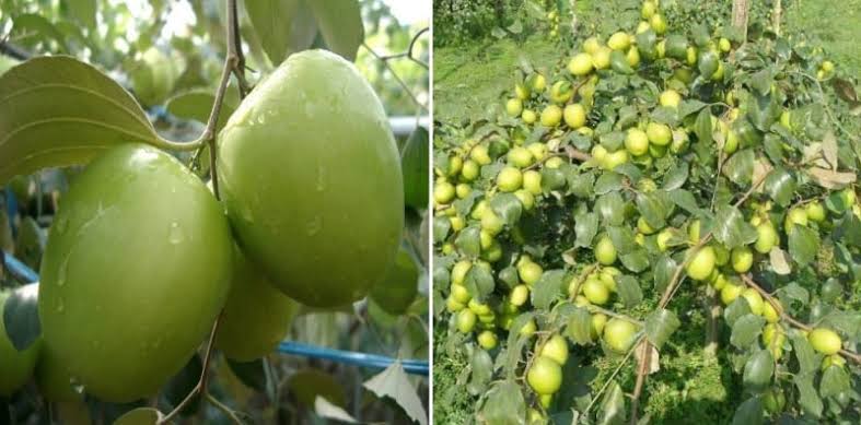 Saion Plant Nursery Apple Plant Thai Green Apple Ber