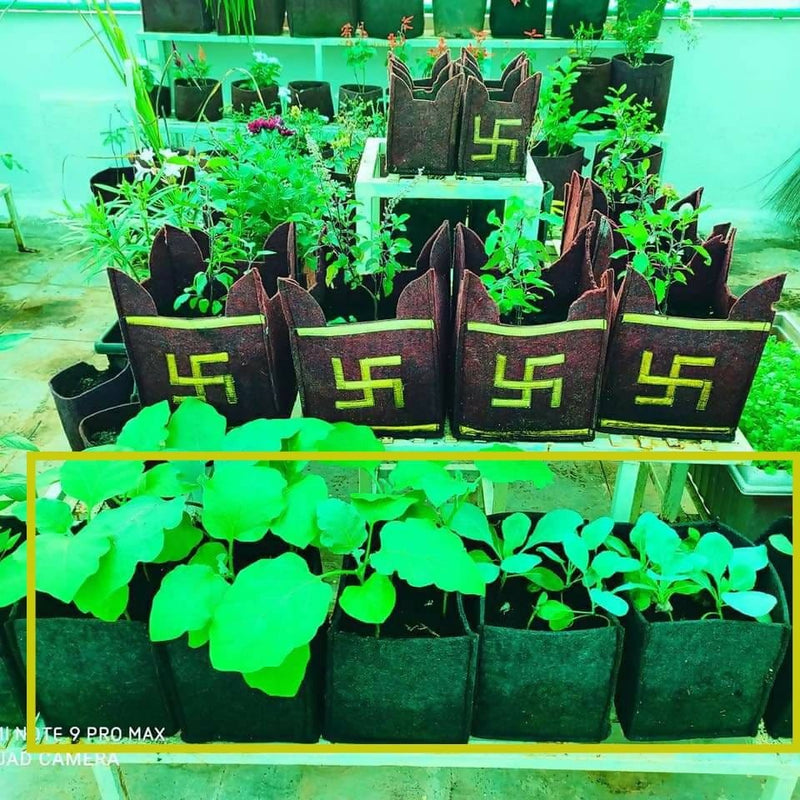 SaveEnviro-Fabric-grow-bags-Fabric-grow-bags-tulsi-special-Urban-Plants