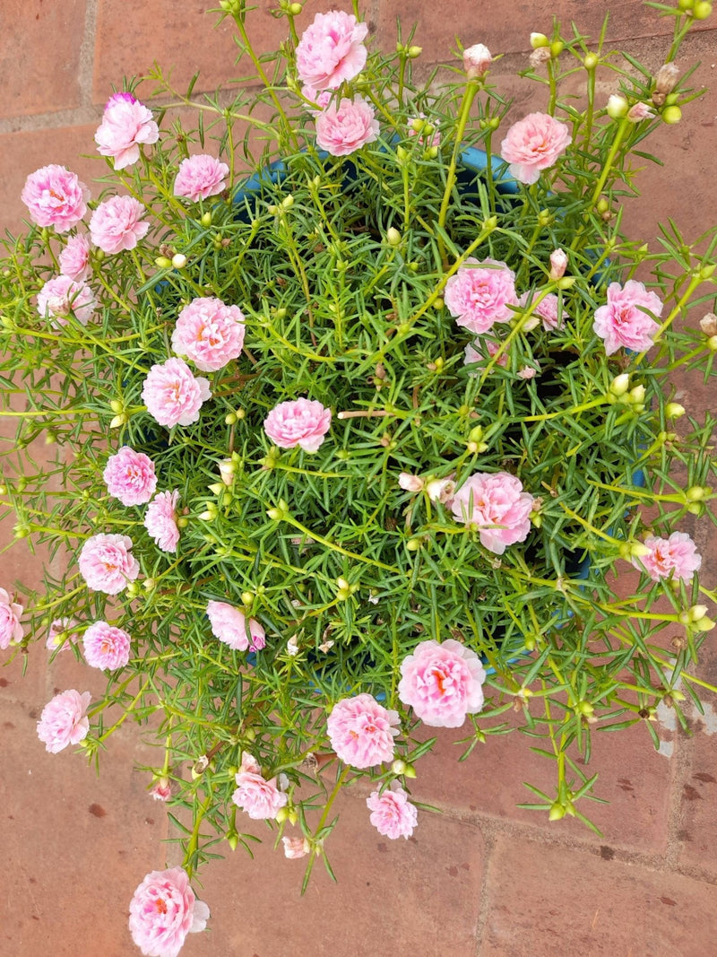 SGN Garden Flowering Plants Buy Mixed Portulaca stem cuttings Online