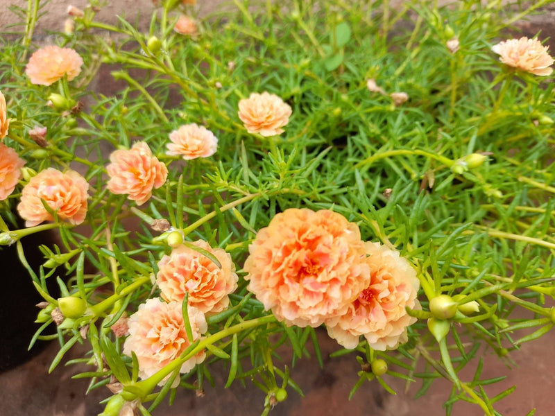 SGN Garden Flowering Plants Buy Mixed Portulaca stem cuttings Online