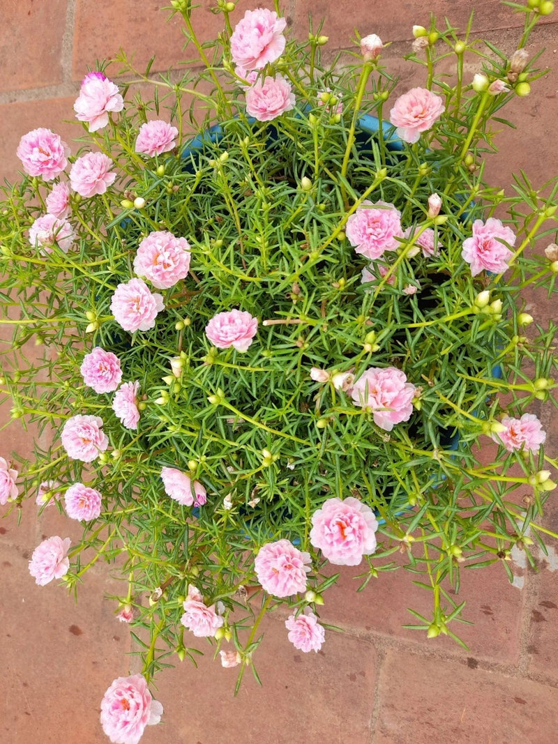 SGN Garden Flowering Plants Buy Mixed Portulaca stem cuttings Online Buy Mixed Portulaca stem cuttings 