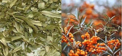 Sheikh Gulzar Herbal tea Sea buckthorn- Hippophae rhamnoides tea
