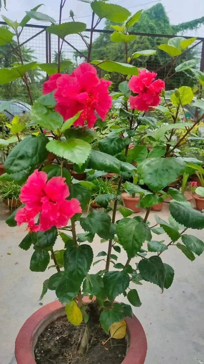Shirley Singh Garden plants Buy Hibiscus, gudhal flower plant Buy Hibiscus flower plant