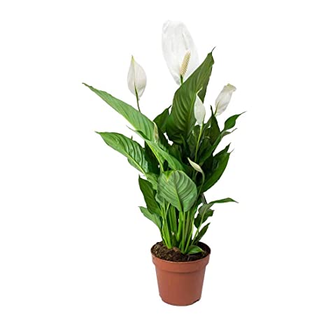 Shirley Singh Plant Peace lily Peace lily Plant