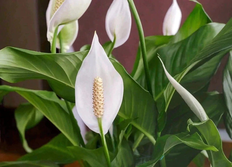 Shirley Singh Plant Peace lily Peace lily Plant