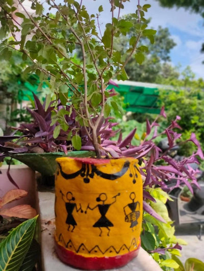Shirley Singh Plant & pot Tulsi with pot