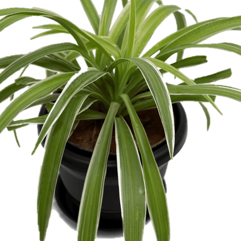 Shirley Singh Succulent Spider plant Buy Spider plant online 