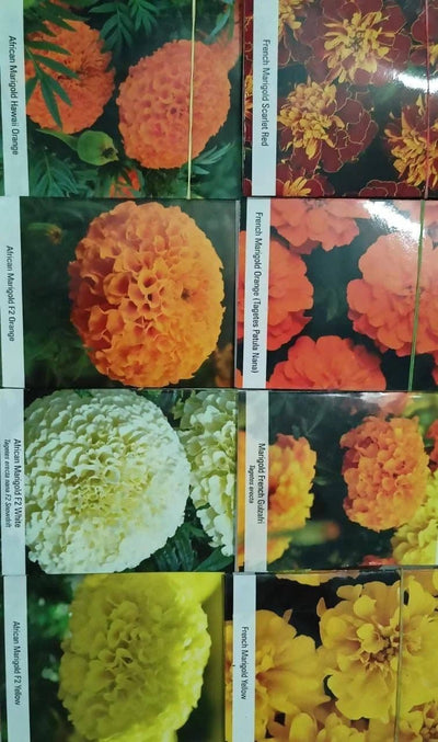 Shivansh Seeds Seeds Marigold Flower Seeds 8 Color Combo Pack