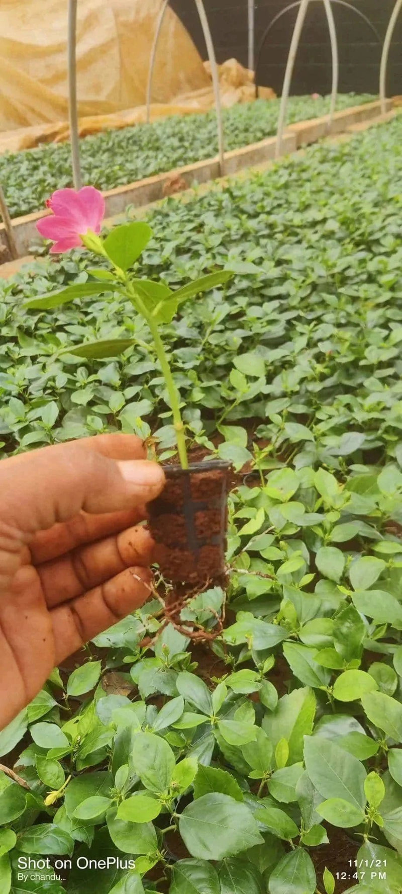Shri Balaji Nursery Hibiscus Hibiscus plant combo