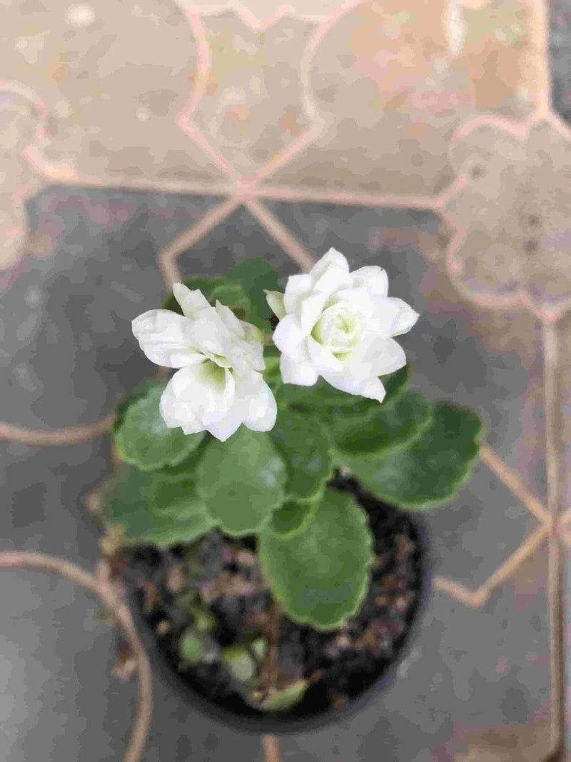 Sindhuja Martha FLOWER PLANT Kalanchoe White Flower Buy White Kalanchoe Plant Online In Hyderabad 