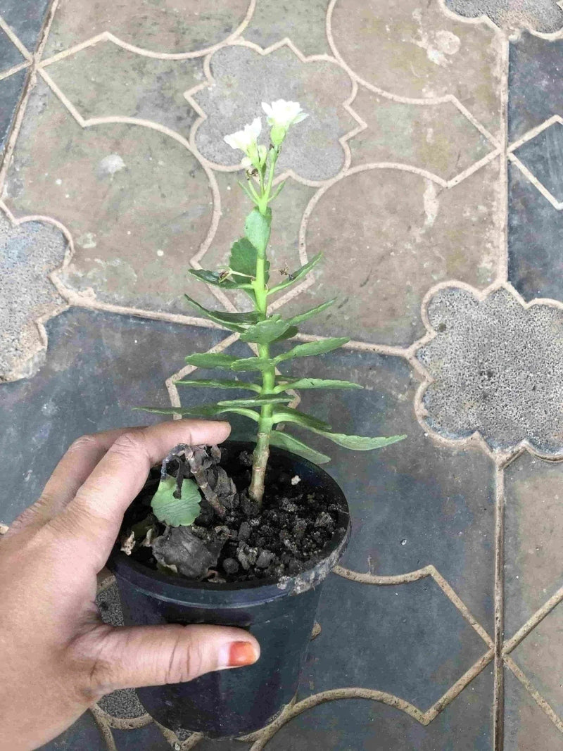 Sindhuja Martha FLOWER PLANT Kalanchoe White Flower Buy White Kalanchoe Plant Online In Hyderabad 
