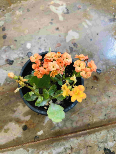 Sindhuja Martha FLOWER PLANT Kalanchoe Yellow, Orange Flower Plant Buy Kalanchoe Plant Yellow, Orange Flower Plant Online 