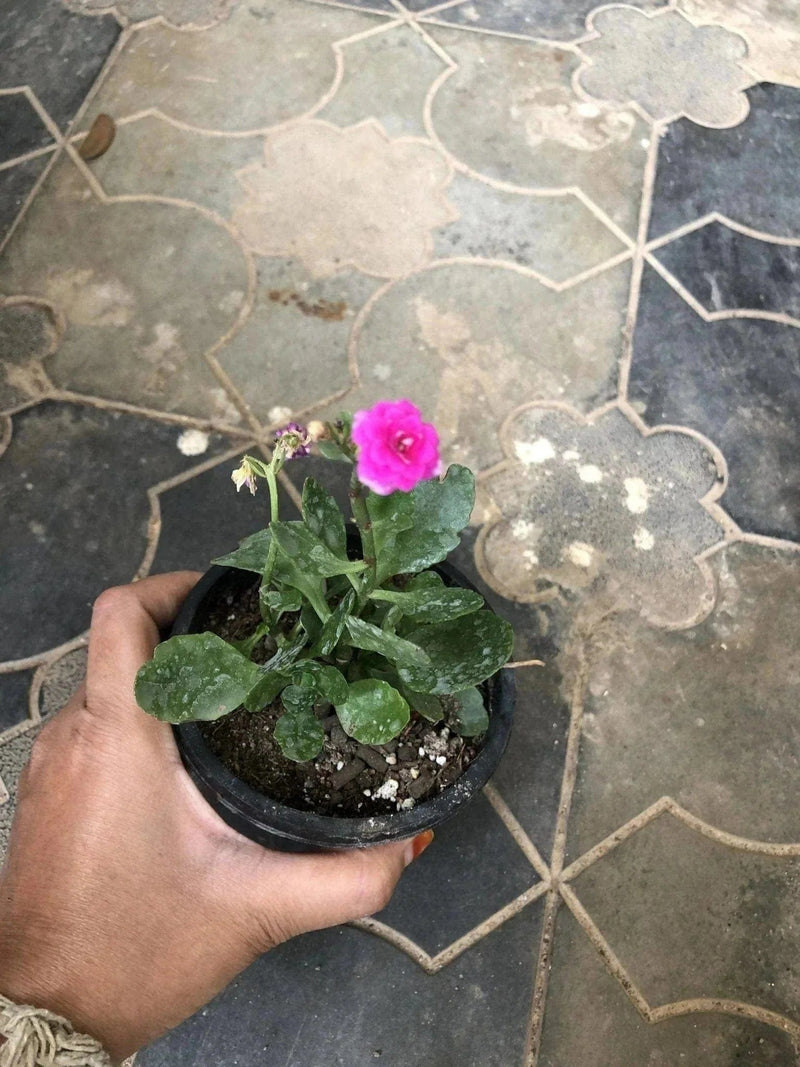 Sindhuja Martha FLOWER PLANTS Kalanchoe Maroon Colour Flower Plant Buy Kalanchoe Flower Plant Online In Hyderabad 