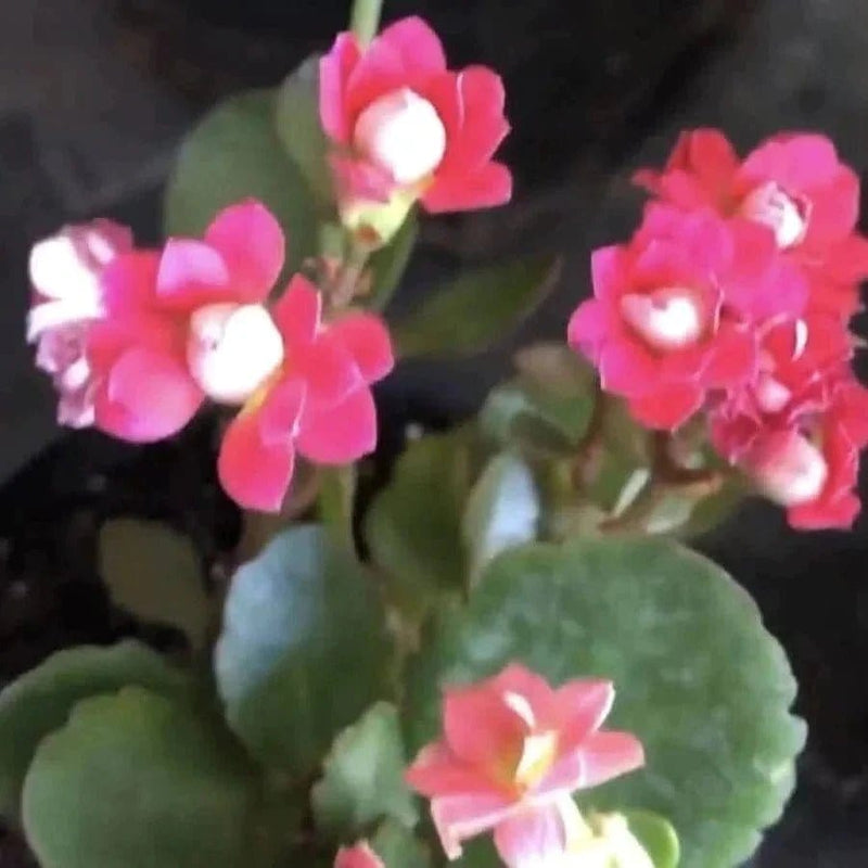 Sindhuja Martha FLOWER PLANTS Kalanchoe Pink Flower Plant Kalanchoe Pink Flower Plant-Urban Plants