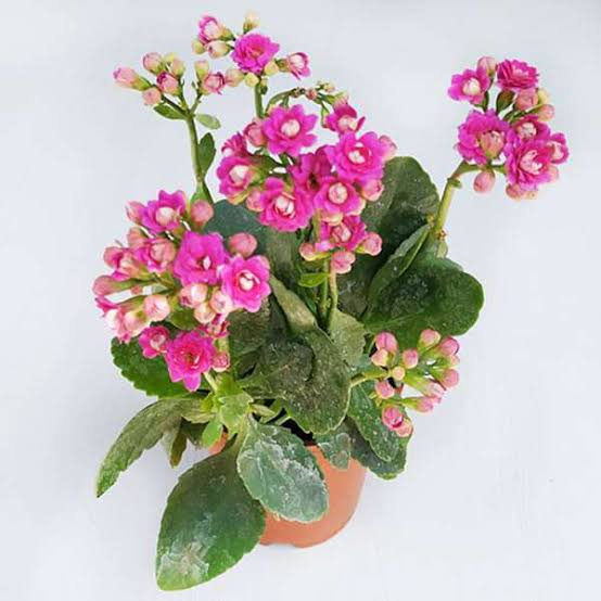 Sindhuja Martha FLOWER PLANTS Kalanchoe Pink Flower Plant Kalanchoe Pink Flower Plant-Urban Plants