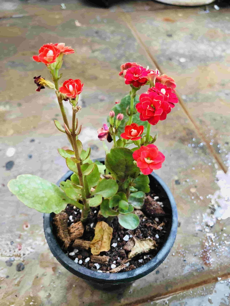 Sindhuja Martha FLOWER PLANTS Kalanchoe Red Flower Plant Kalanchoe Red Flower Plant-Urban Plants