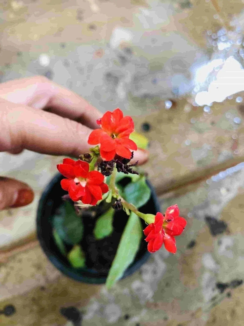 Sindhuja Martha FLOWER PLANTS Kalanchoe Red Flower Plant Kalanchoe Red Flower Plant-Urban Plants