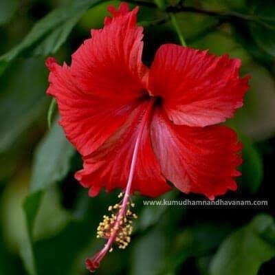 Sindhuja Martha Flower plants Red Hibiscus Flower Plant Buy Gudhal, Hibiscus Flower Plant Online In Hyderabad 