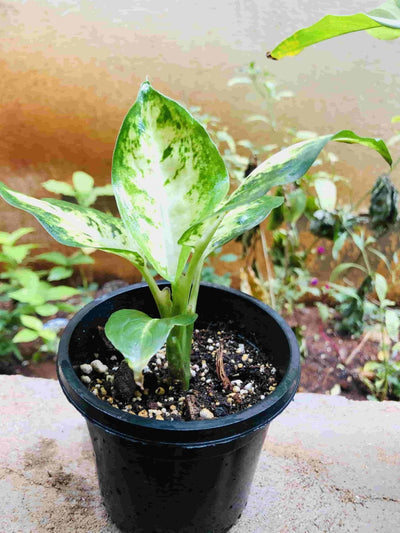 Sindhuja Martha INDOOR PLANT Dieffenbachia Plant Buy Dieffenbachia Plant Online In Hyderabad 