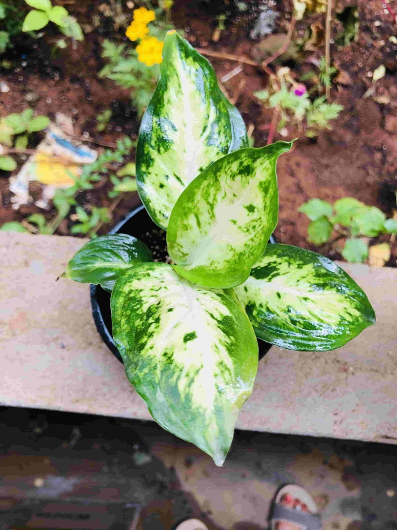 Sindhuja Martha INDOOR PLANT Dieffenbachia Plant Buy Dieffenbachia Plant Online In Hyderabad 