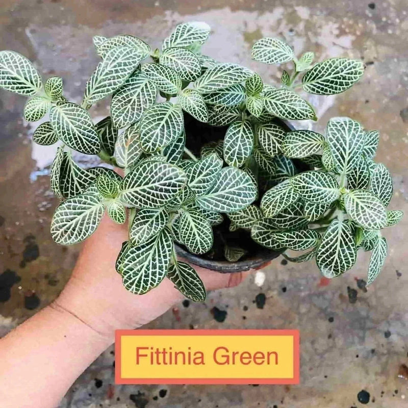 Sindhuja Martha INDOOR PLANT Fittonia Albivenis, Nerve Plant Buy Fittonia Albivenis, Nerve  Plant Online In Hyderabad 