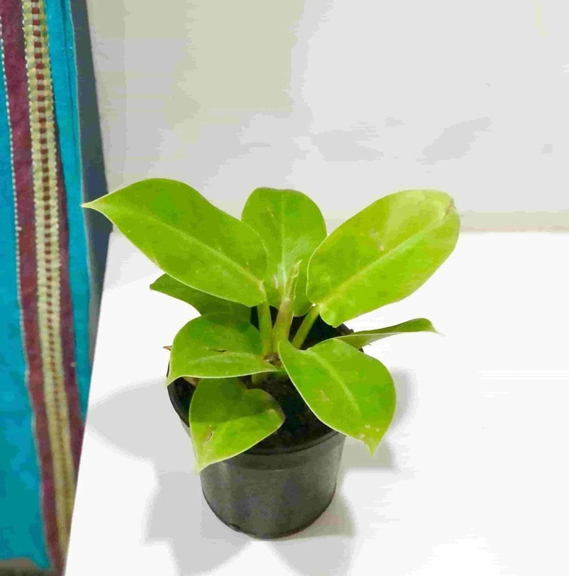 Sindhuja Martha Indoor plant Philodendron Moonshine Plant Buy Philodendron Moonshine Plant Online 