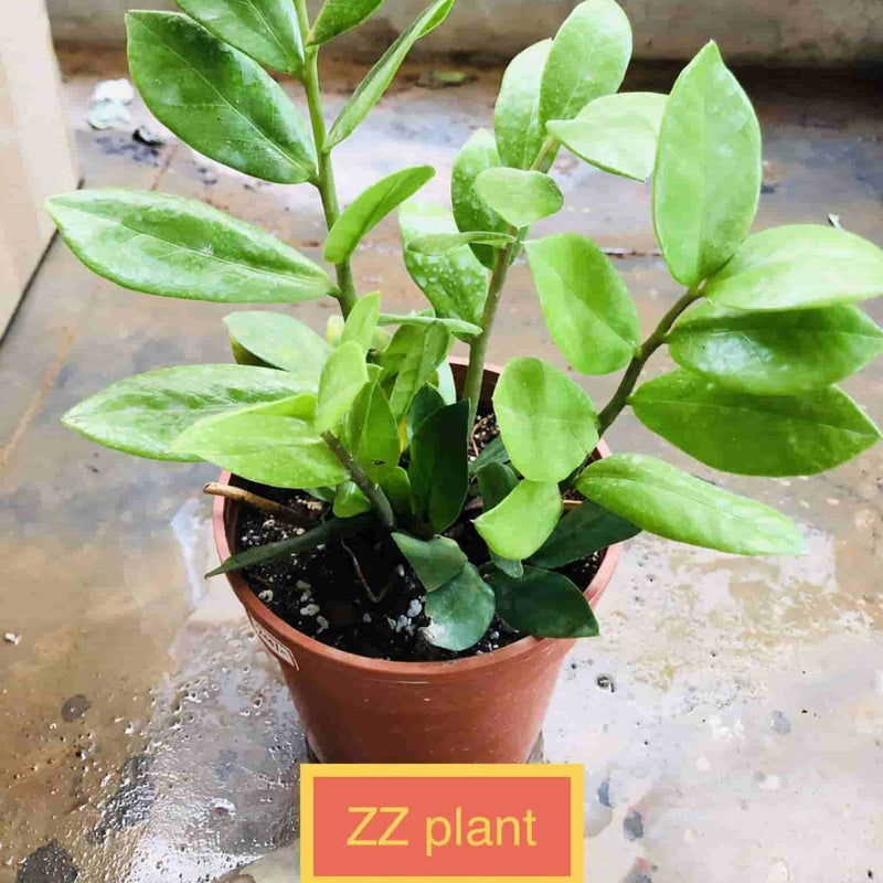 Sindhuja Martha INDOOR PLANT ZZ Plant, Zanzibar gems Plant Buy ZZ Plant Online In Hyderabad 
