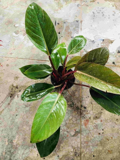 Sindhuja Martha INDOOR PLANTS Philodendron Black Plant Buy  Philodendron Black Plant Online In Hyderabad 