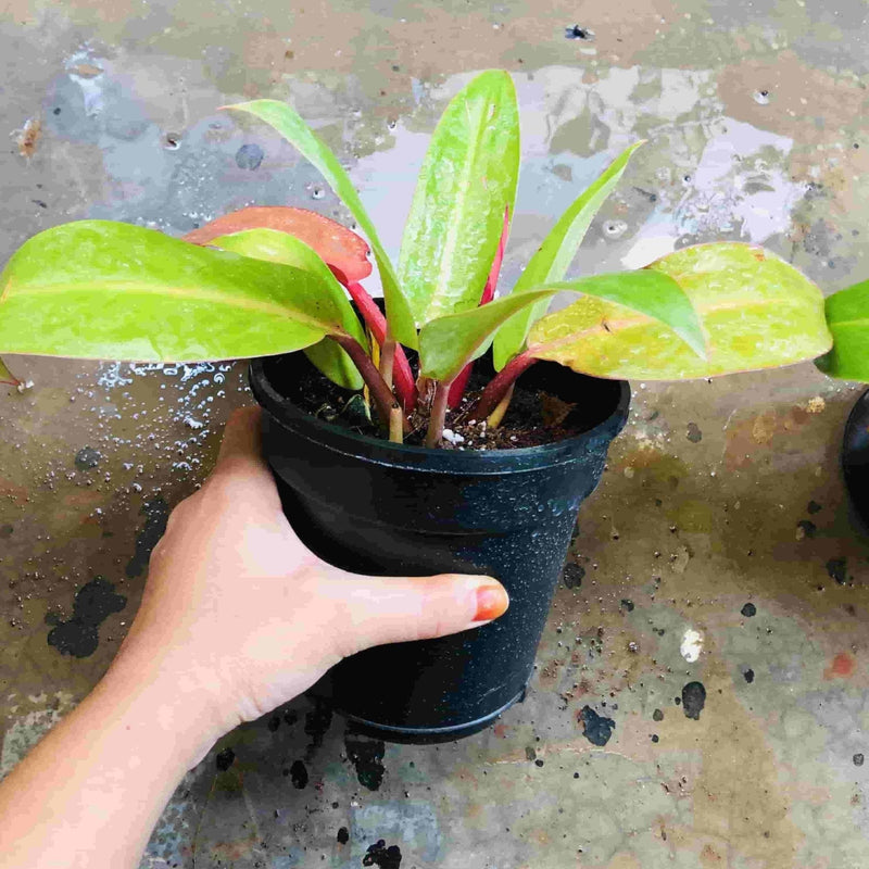 Sindhuja Martha INDOOR PLANTS Philodendron Sunshine Plant Buy Philodendron Sunshine Plant Online In Hyderabad 