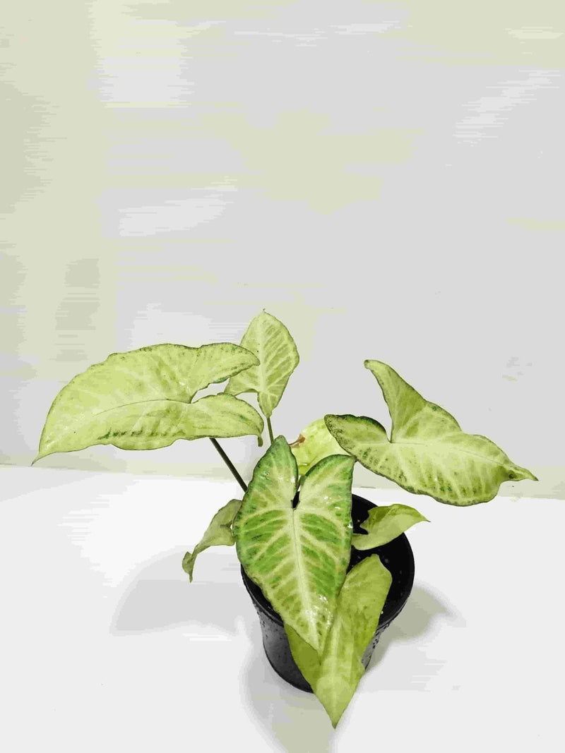 Sindhuja Martha INDOOR PLANTS Syngonium Green Plant Buy Syngonium Green Plant Online In Hyderabad 