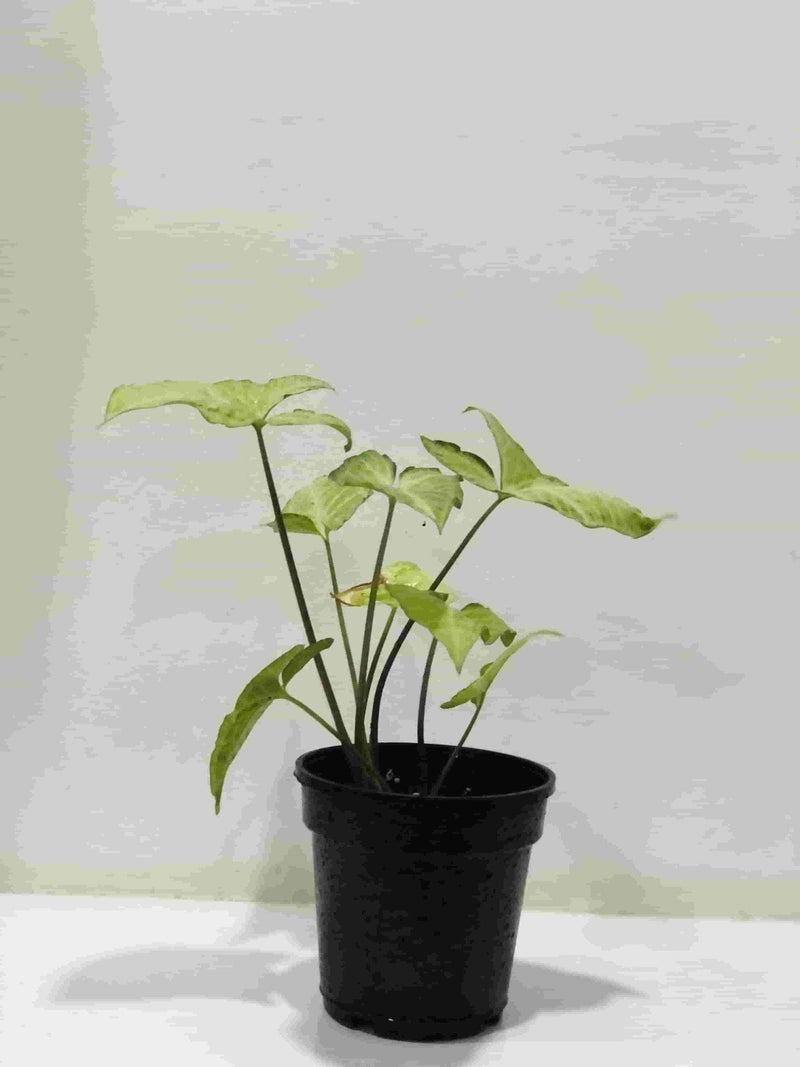 Sindhuja Martha INDOOR PLANTS Syngonium Green Plant Buy Syngonium Green Plant Online In Hyderabad 