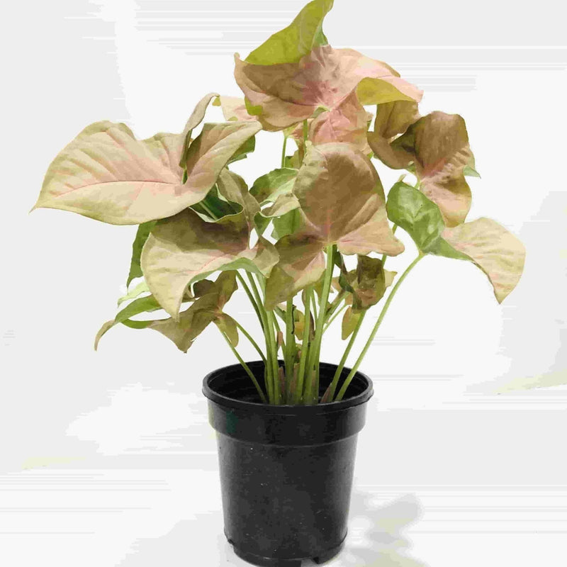 Sindhuja Martha INDOOR PLANTS Syngonium Pink Plant Buy Syngonium Pink Plant Online In Hyderabad 