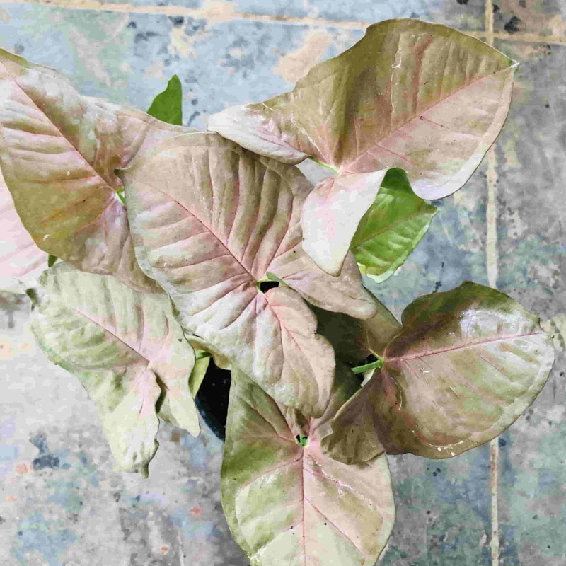 Sindhuja Martha INDOOR PLANTS Syngonium Pink Plant Buy Syngonium Pink Plant Online In Hyderabad 