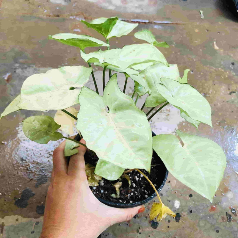 Sindhuja Martha INDOOR PLANTS Syngonium White Butterfly Plant Buy Syngonium White Butterfly Plant Online 
