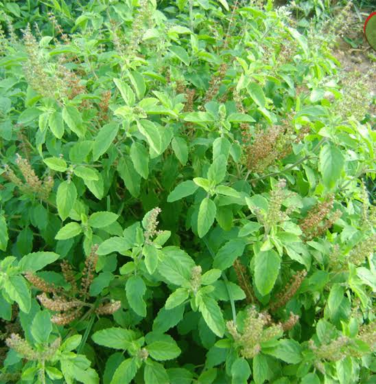 Sindhuja Martha Medicinal Plant Basil  Tulsi Plant Buy Mint, Tulsi Medicinal Plant Online In Hyderabad 