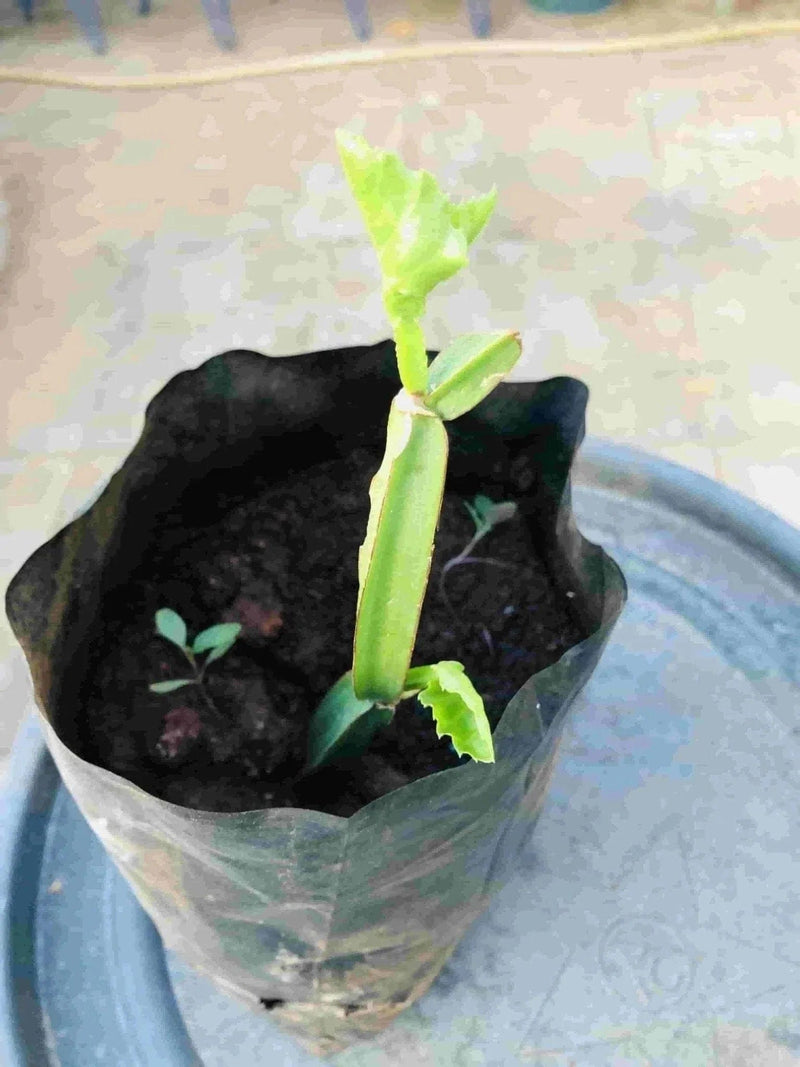 Sindhuja Martha MEDICINAL PLANT Nalleru Plant, Cissus quadrangularis Plant Buy Cissus quadrangularis, Nalleru Plant