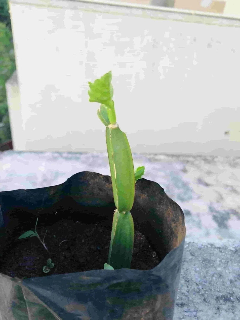 Sindhuja Martha MEDICINAL PLANT Nalleru Plant, Cissus quadrangularis Plant Buy Cissus quadrangularis, Nalleru Plant
