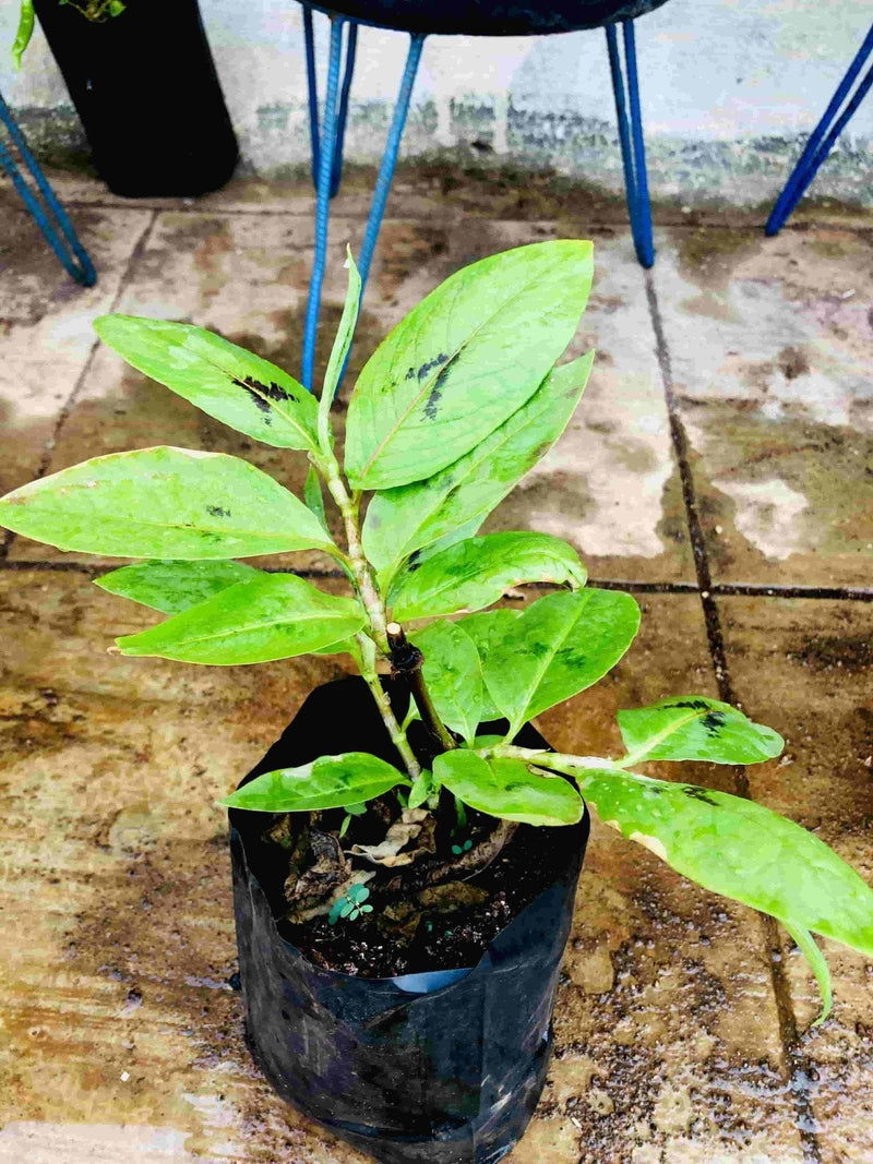 Sindhuja Martha MEDICINAL PLANT Tella Eshwari Plant, Aristolochia indica Plant Buy Aristolochia indica, Tella Eshwari Plant Online In Hyderabad 