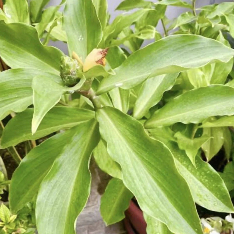 Sindhuja Martha Medicinal plants Insulin Plant (Set of 02) Insulin Plant with edible leaves -Urban Plants