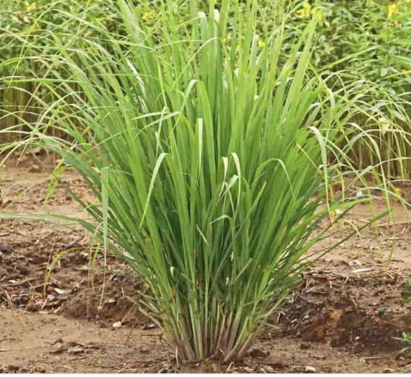 Sindhuja Martha MEDICINAL PLANTS Lemon Grass Plant Buy Lemon Grass Plant Online in Hyderabad-Urban Plants