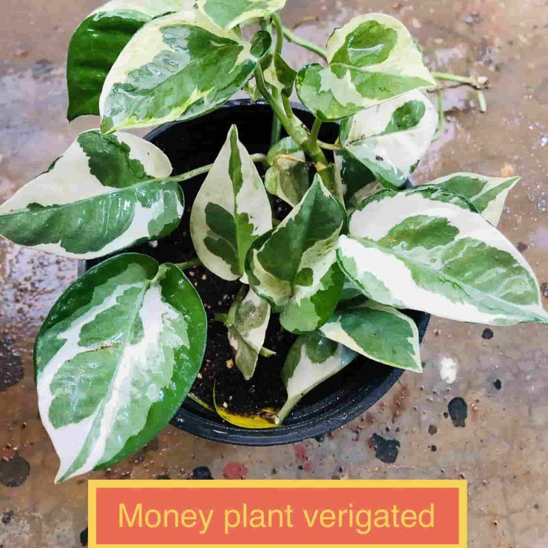 Sindhuja Martha ORNAMENTAL & INDOOR OUTDOOR Variegated Money Plant Buy Variegated Money Plant Online In Hyderabad 